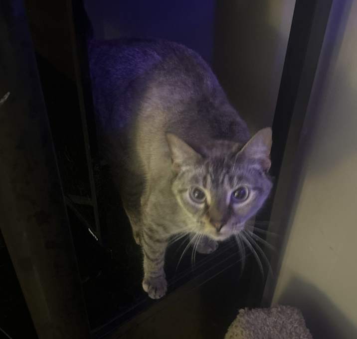 Photo of Coco
