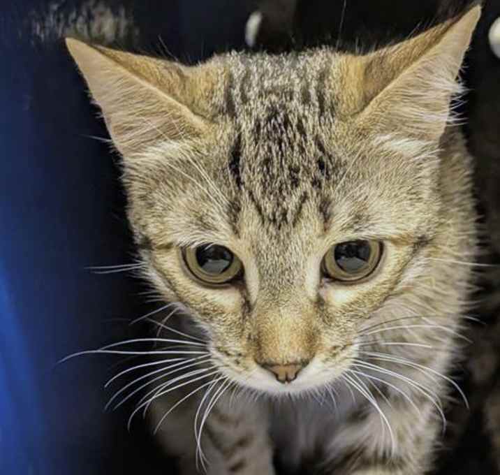 Photo of Oakley