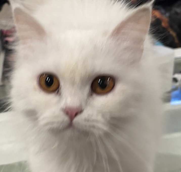 Photo of Hamees (Persian)