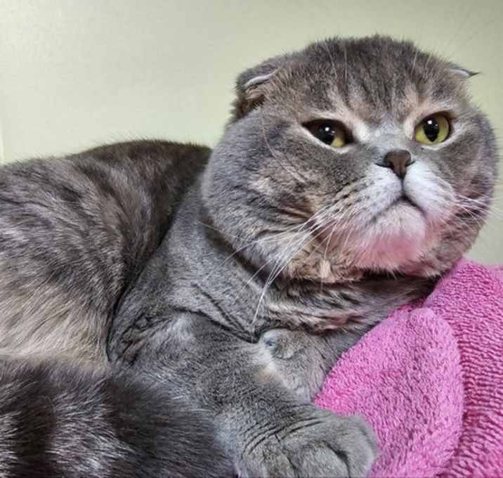 Photo of Cheeks