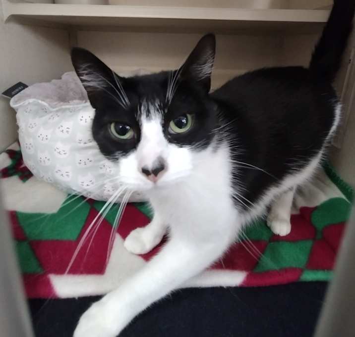 Photo of Domino