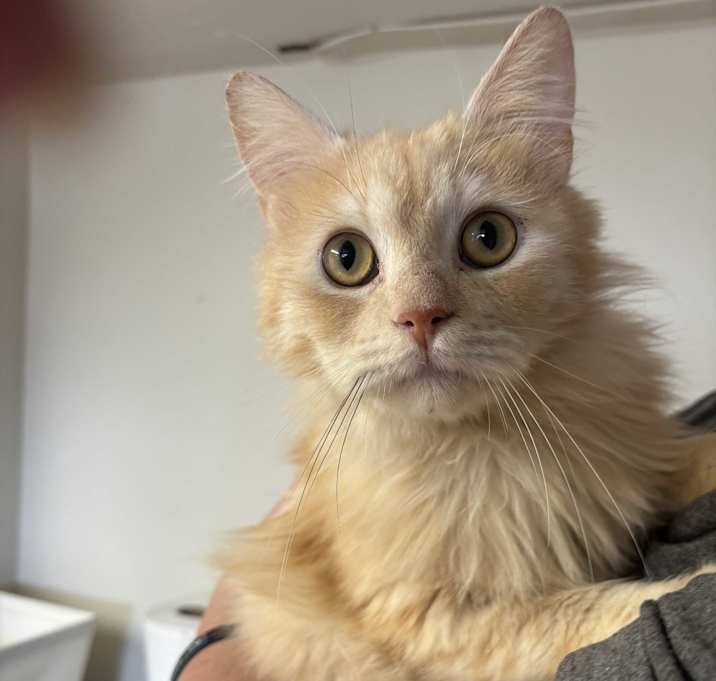 Photo of Cassidy (Persian)