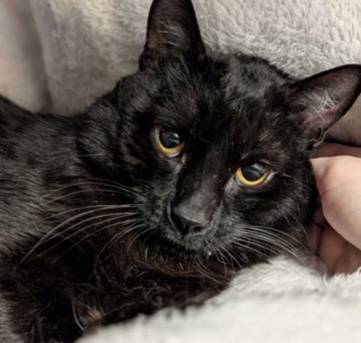 Photo of Yin