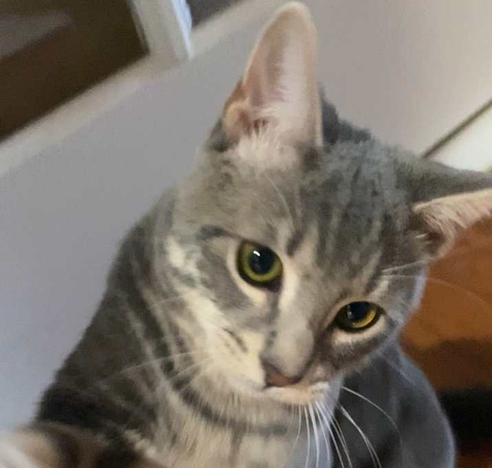Photo of Calcifer