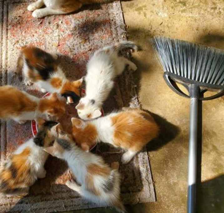 Photo of WE NEED KITTEN FOSTERS!