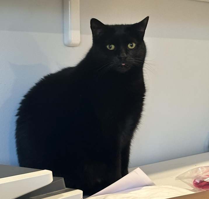 Photo of Kitty