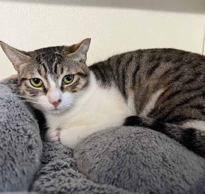 Photo of Juliet