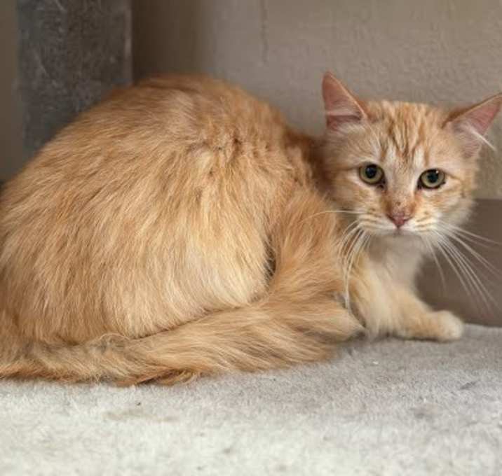 Photo of Ginger