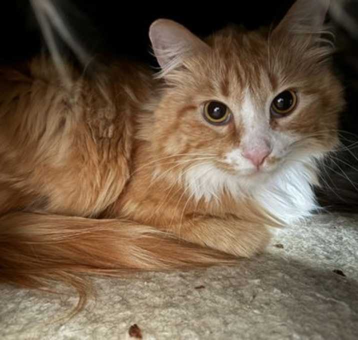 Photo of Marmalade BONDED with Jean Grey