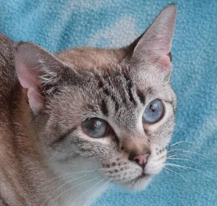 Photo of Momo