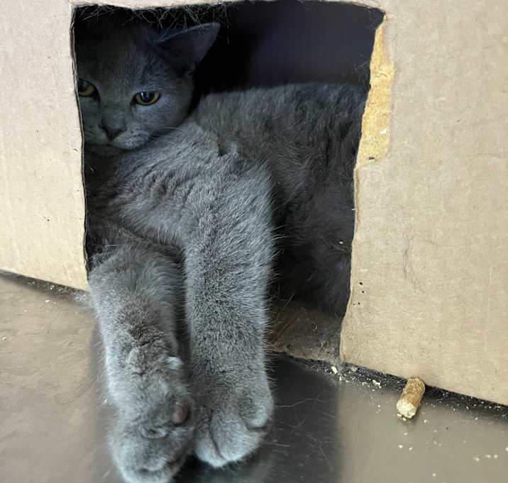 Photo of Little Grey