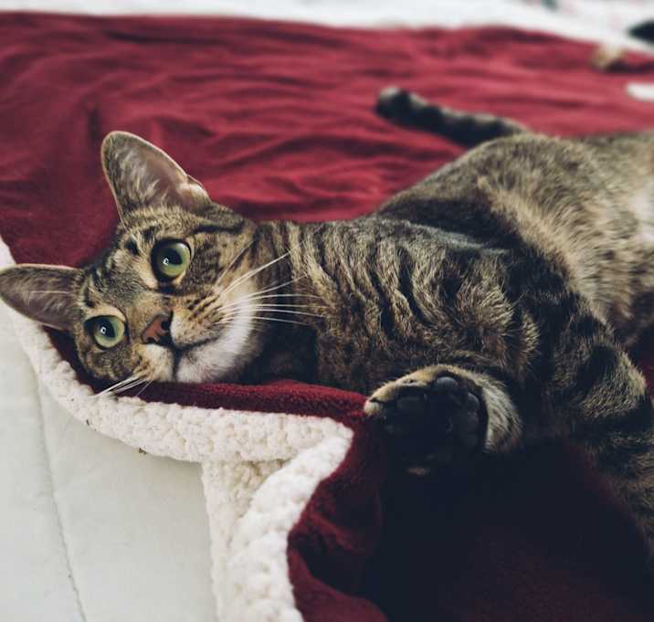 Photo of Calypso