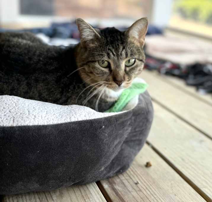 Photo of Flossie