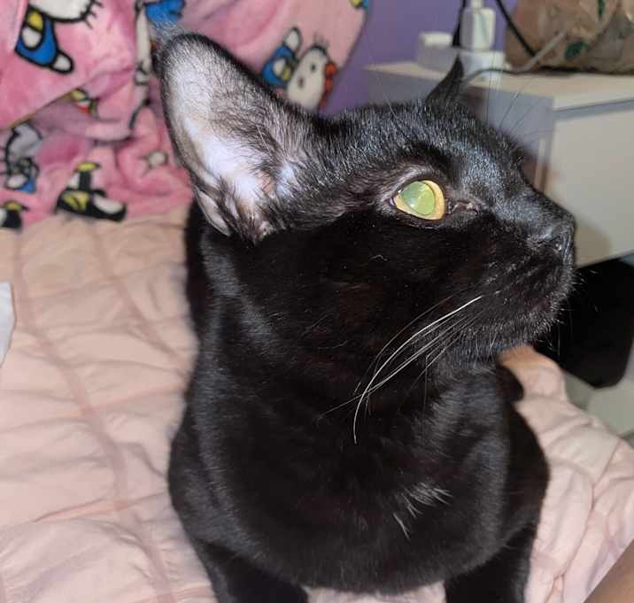 Photo of Raven