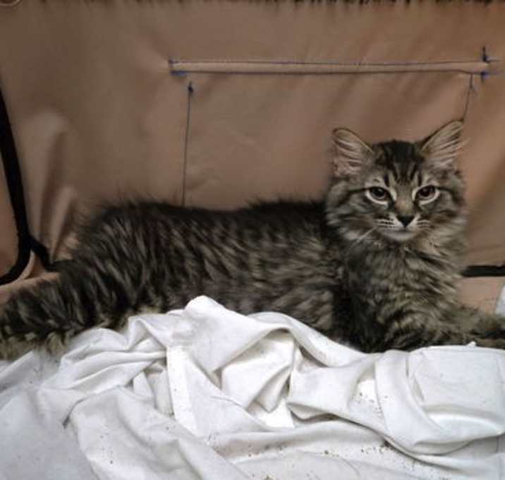 Photo of Mercedes (still taming)