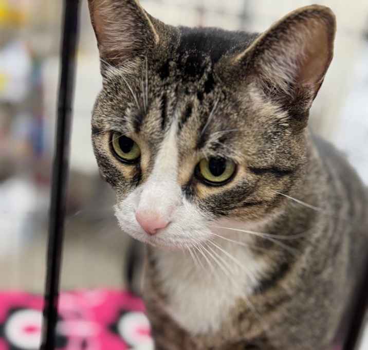 Photo of Nugget