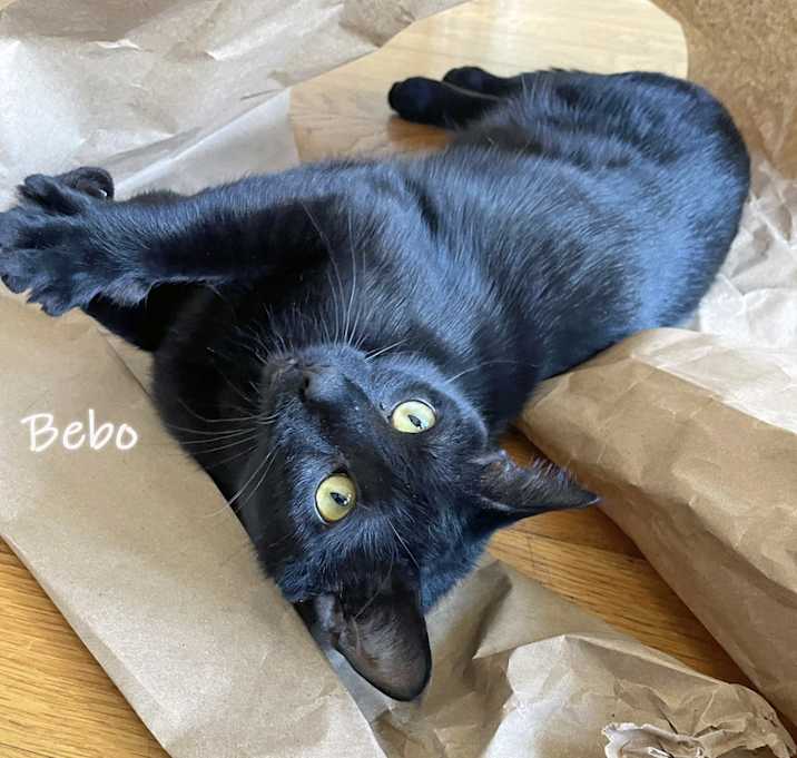 Photo of Bebo
