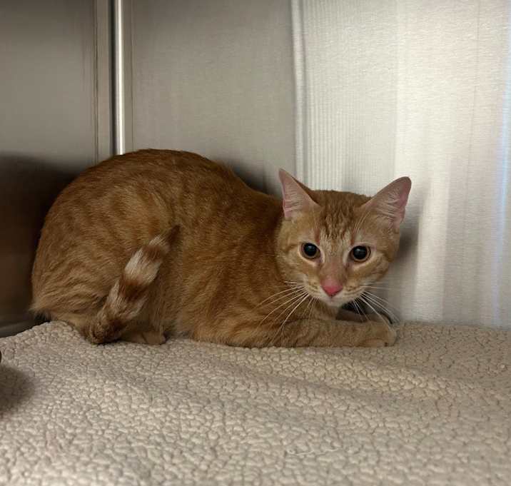 Photo of Figaro