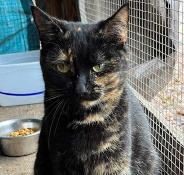 Photo of Lucy the Cat