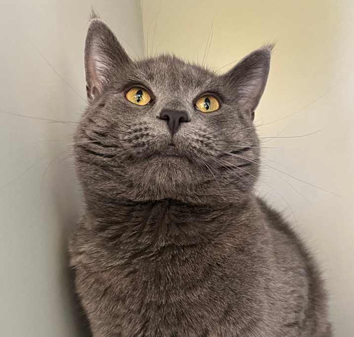 Photo of Sherlock