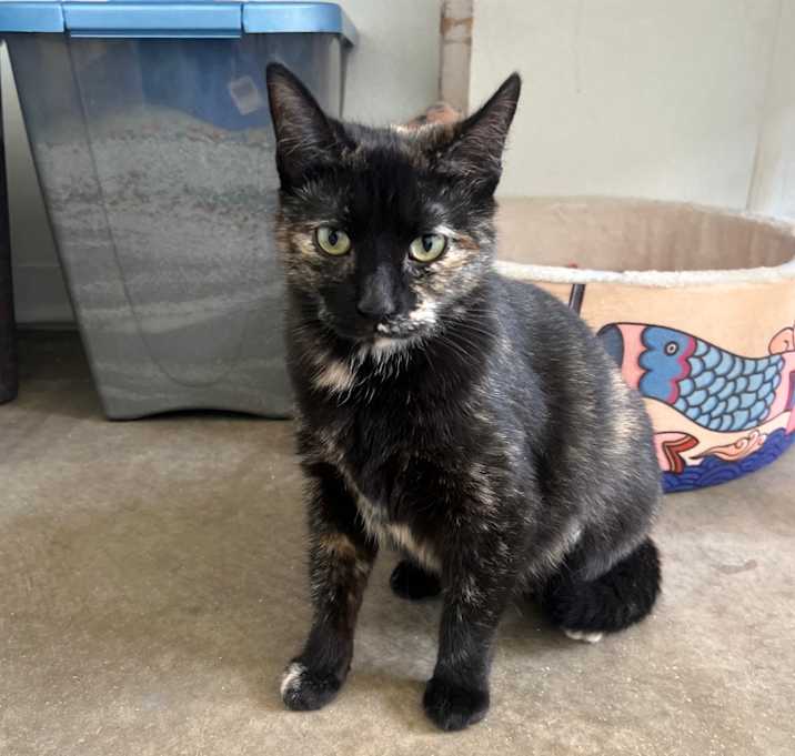 Photo of Phoebe