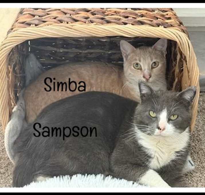 Photo of Sampson & Simba (BONDED)