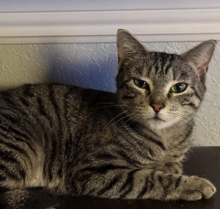 Photo of Bella (Cocoa) Tripod Cat