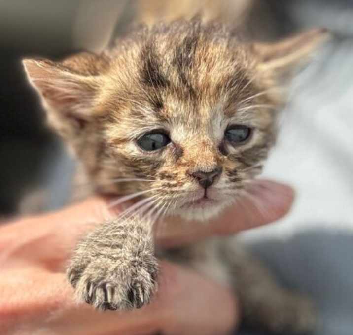 Photo of Myra baby 2