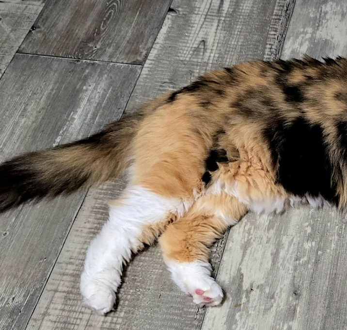 Photo of Maple