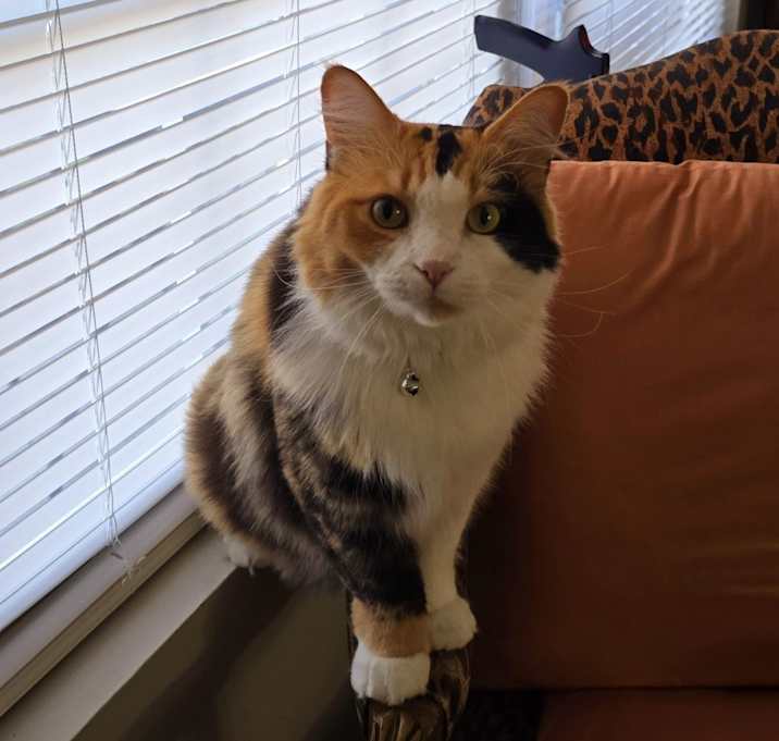 Photo of Maple