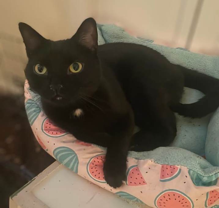 Photo of Cooper