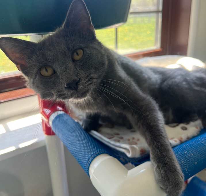 Photo of Apollo