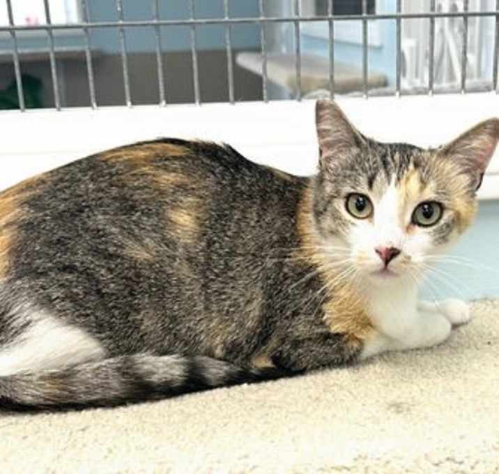 Photo of Rizzo