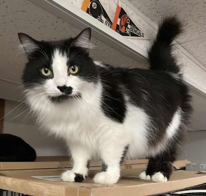 Photo of Smudge bonded with Bradley