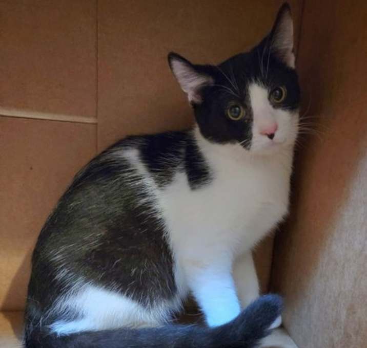 Photo of Cinder