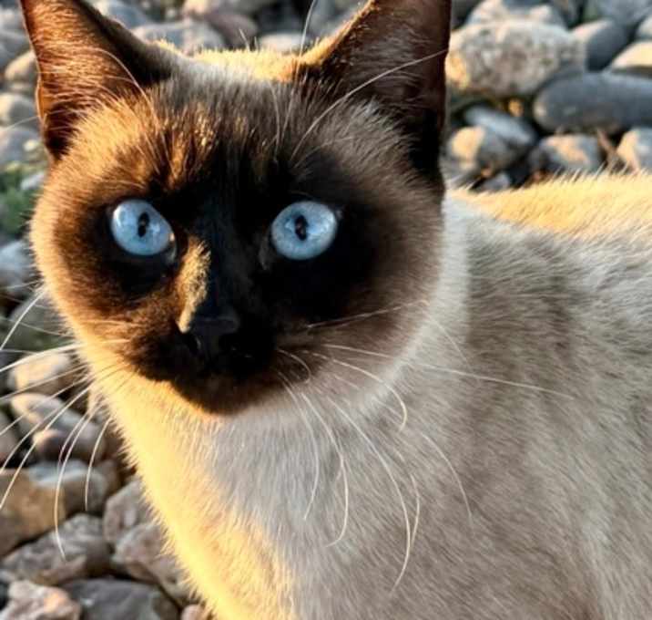 Photo of Skye