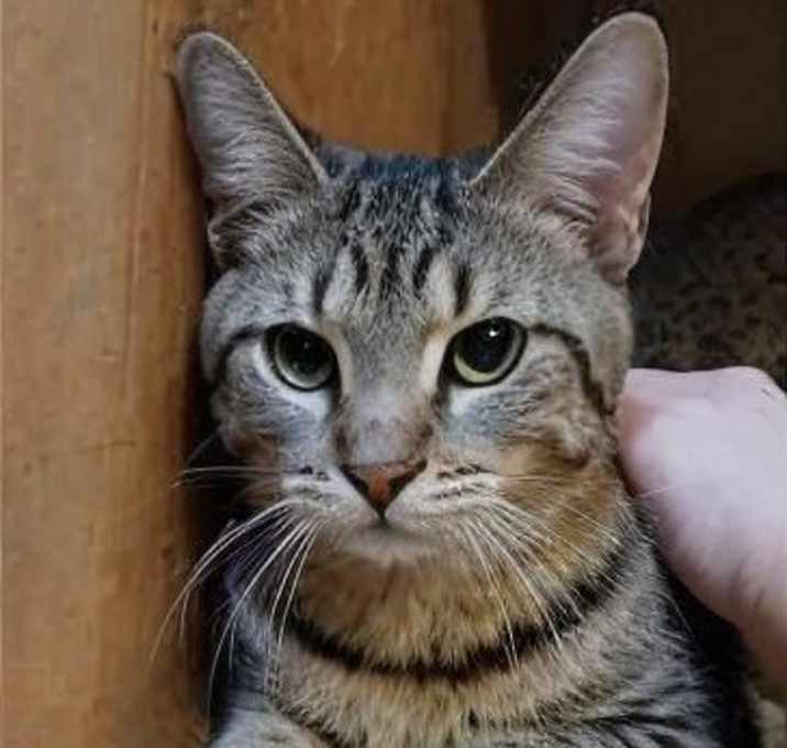 Photo of Copper