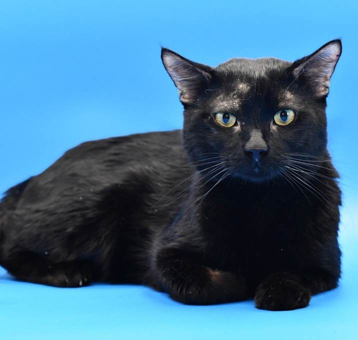 Photo of Salem