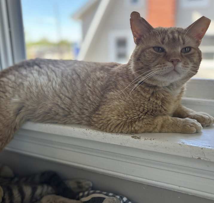 Photo of Brick