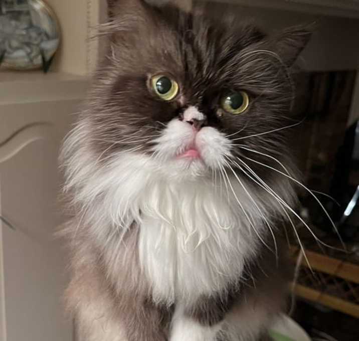 Photo of Curiosity