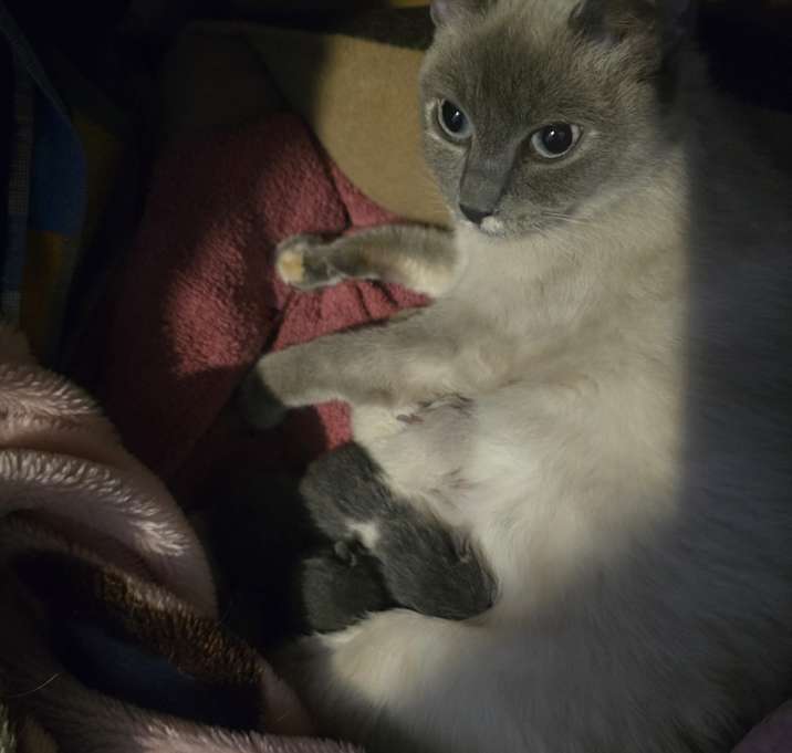 Photo of Beans