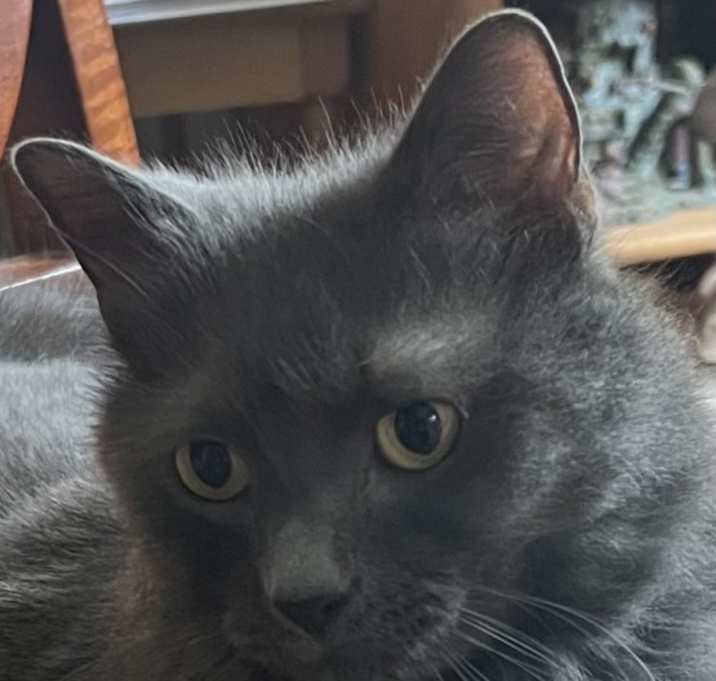 Photo of Gracie