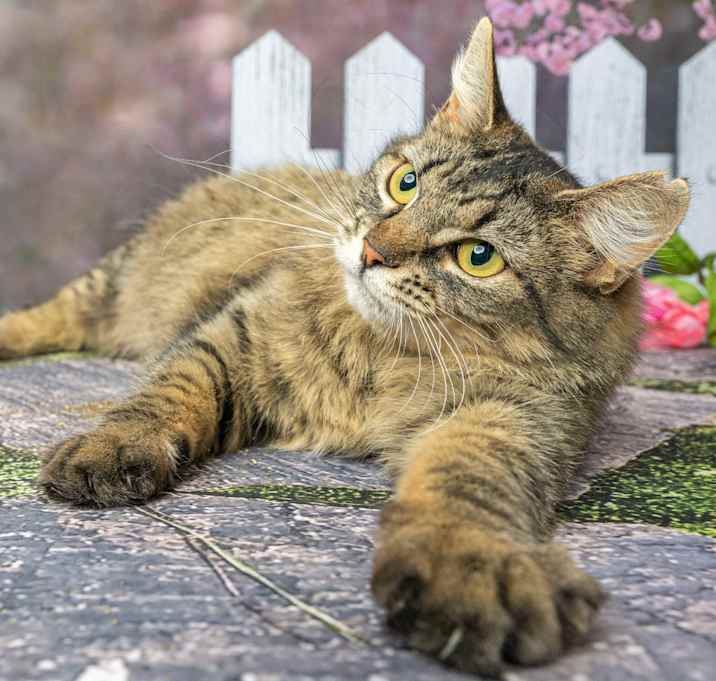 Photo of Ivy