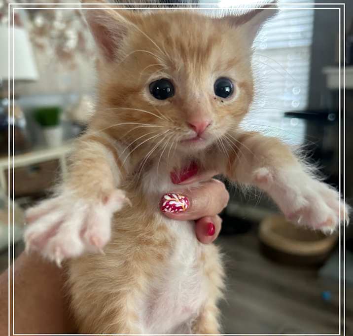 Photo of Ember