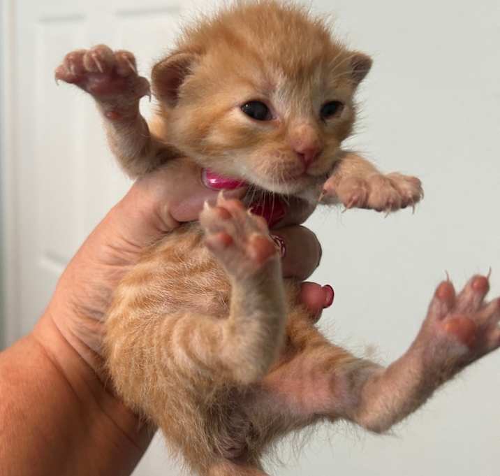 Photo of Pickle