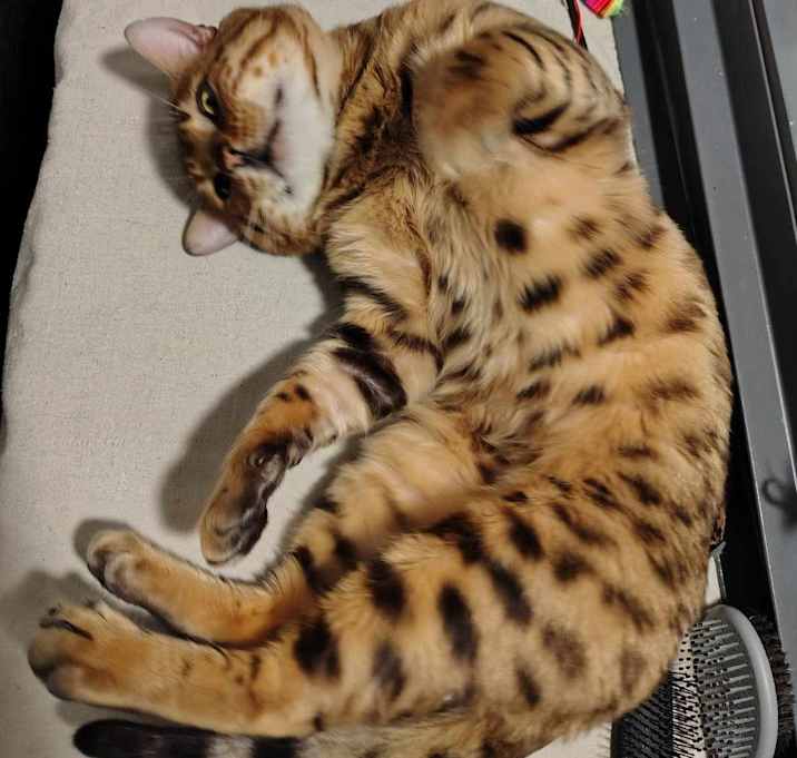 Photo of Leo