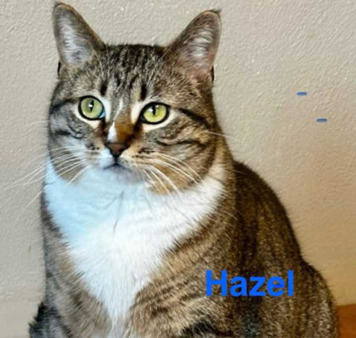 Photo of Hazel