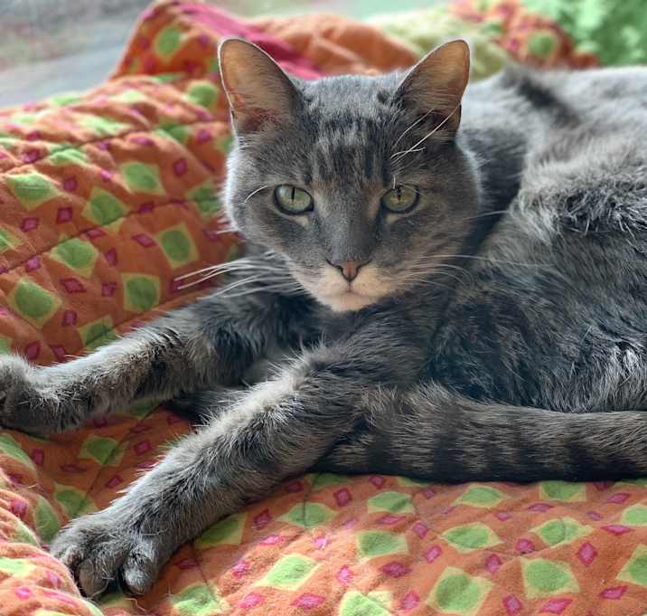 Photo of Felix