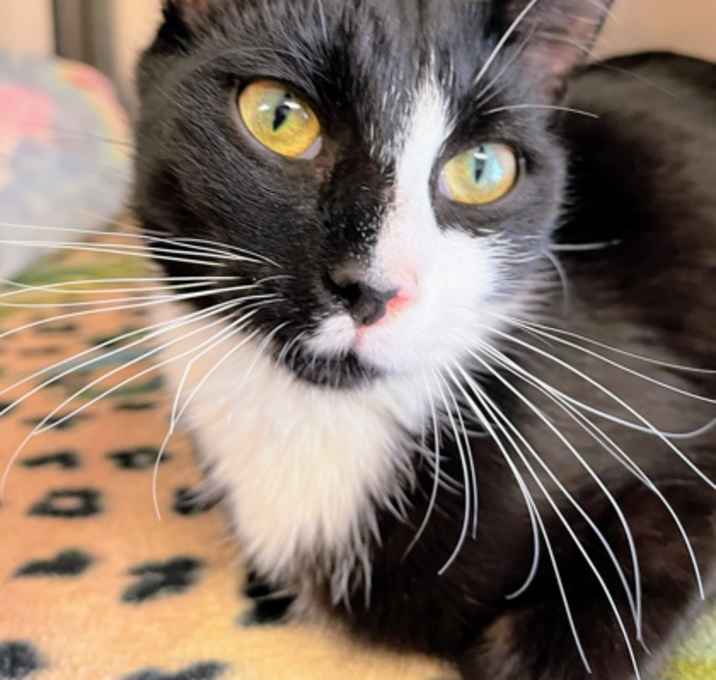 Photo of Birdie