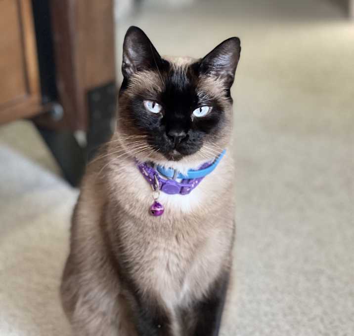 Photo of Presley